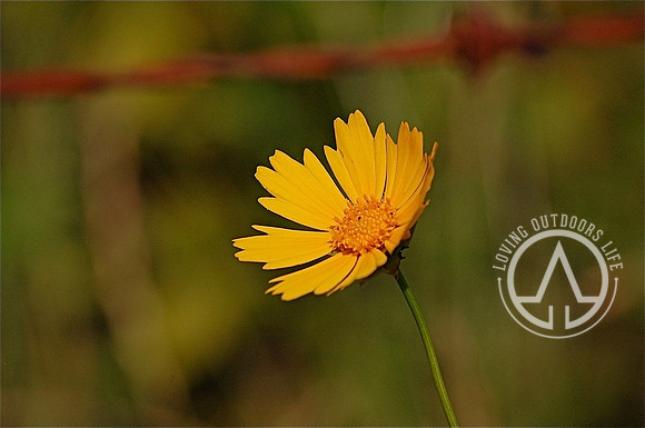 Lanceleaf Coreopsis