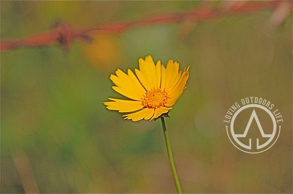 Lanceleaf Coreopsis