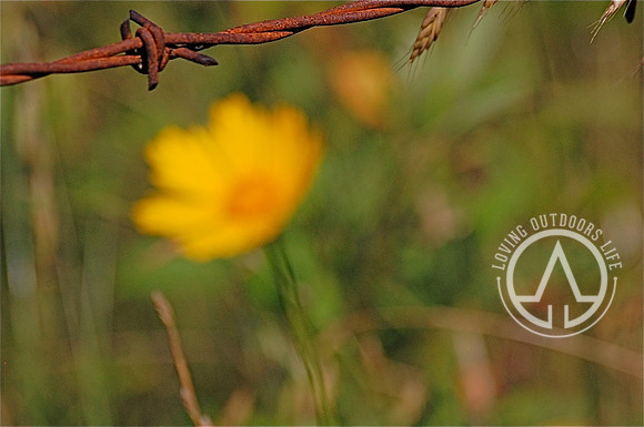 Lanceleaf Coreopsis