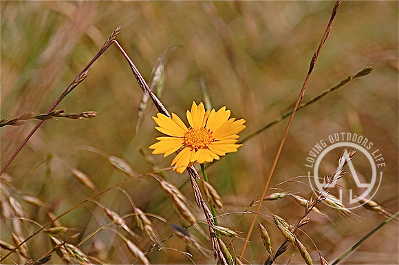 Lanceleaf Coreopsis
