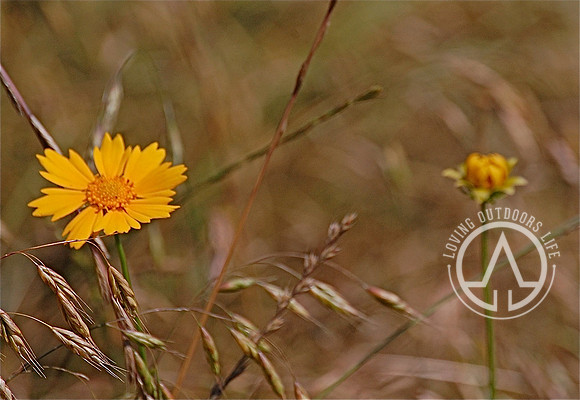 Lanceleaf Coreopsis
