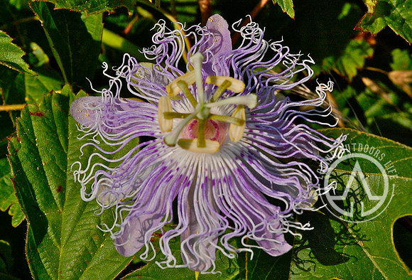 Passionflower