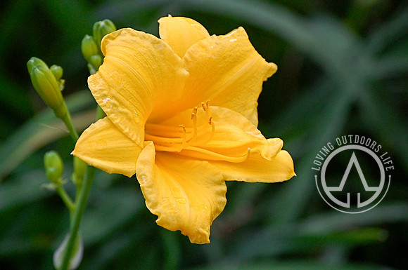Yellow Day Lily