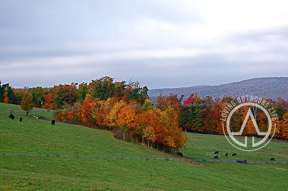 Cattle Grazing on a  Fall Day