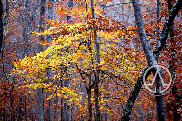 Yellow on the Trail