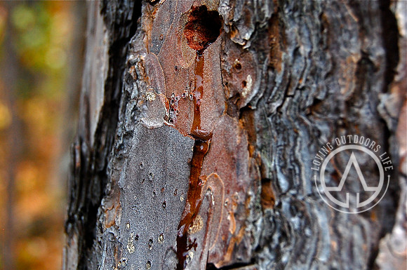 Fresh Tree Sap