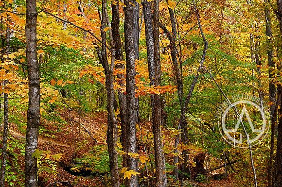 Along the Trail