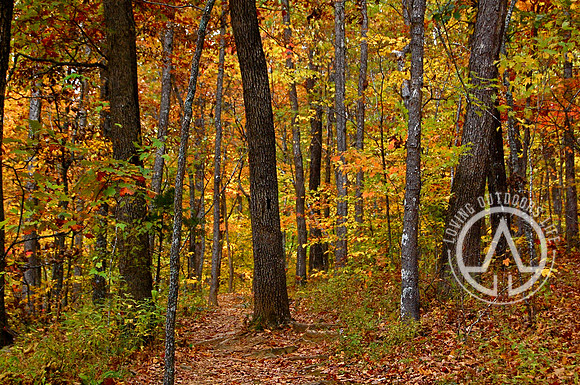 Colorful Path