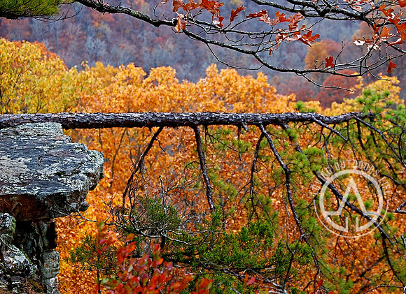 Fallen Pine Tree Still Living