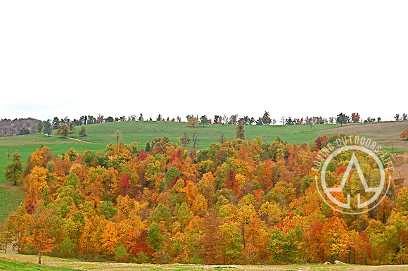Colorful Grove