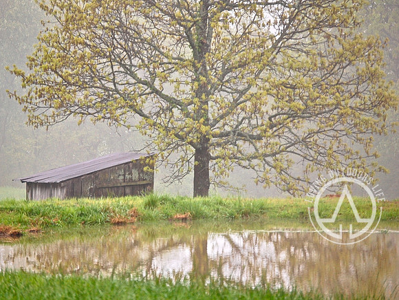 Foggy Morning
