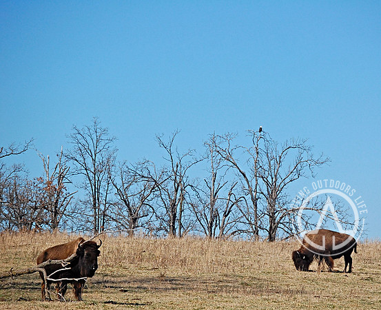 Buffalo and a Bald Eagle