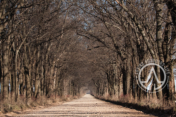 Tree Tunnel