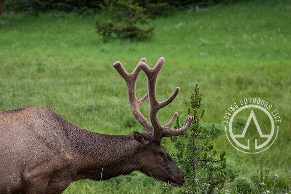 Bull Elk