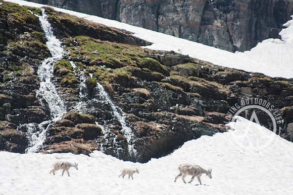 Mountain Goat Family