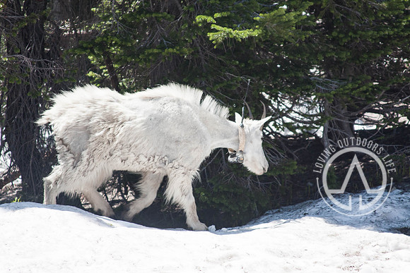 Mountain Goat with Transmitter