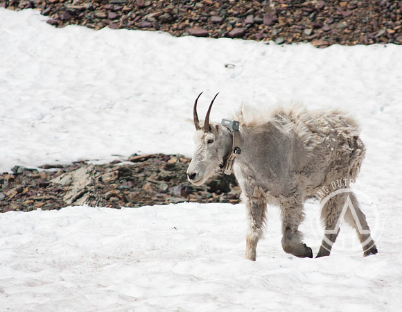 Mountain Goat with Transmitter