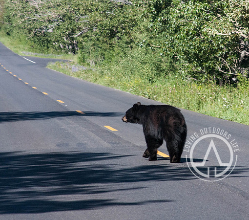 Black Bear