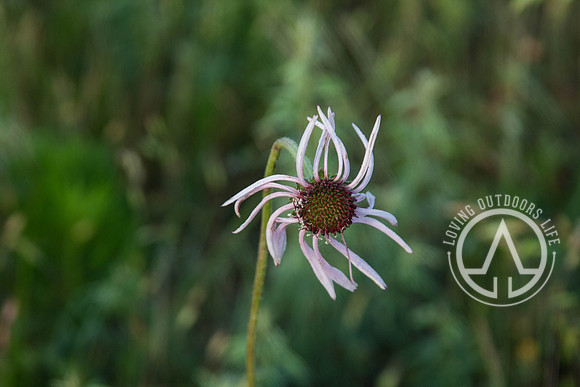 Eastern Purple Coneflower