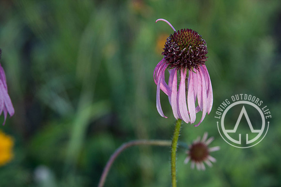 Eastern Purple Coneflower