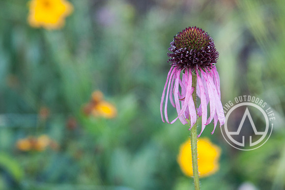 Eastern Purple Coneflower