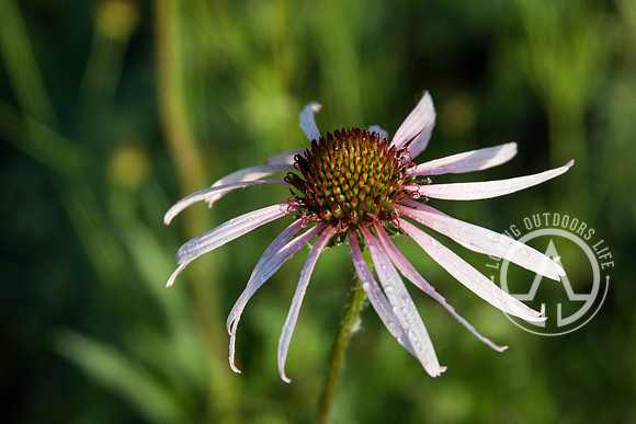 Eastern Purple Coneflower