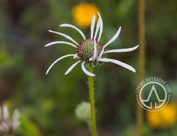 Eastern Purple Coneflower