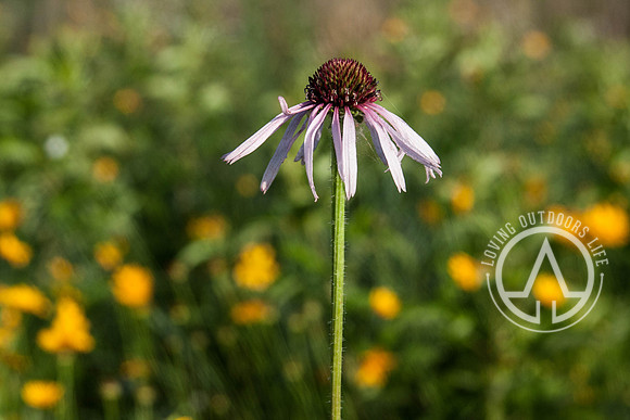 Eastern Purple Coneflower