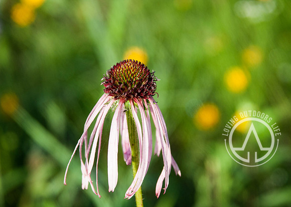 Eastern Purple Coneflower