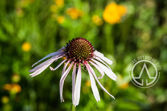 Eastern Purple Coneflower