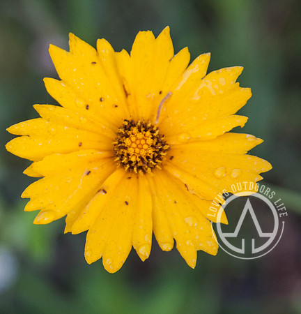 Lanceleaf Coreopsis