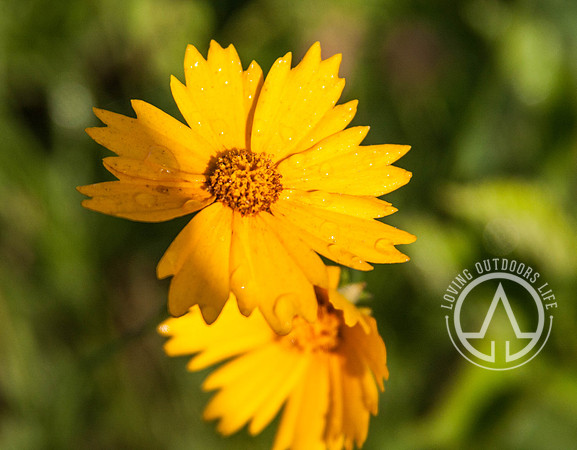 Lanceleaf Coreopsis