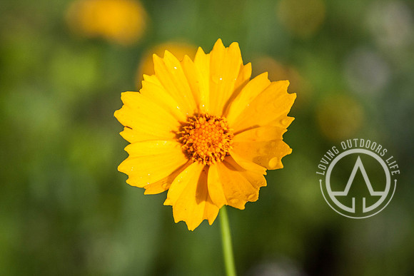 Lanceleaf Coreopsis