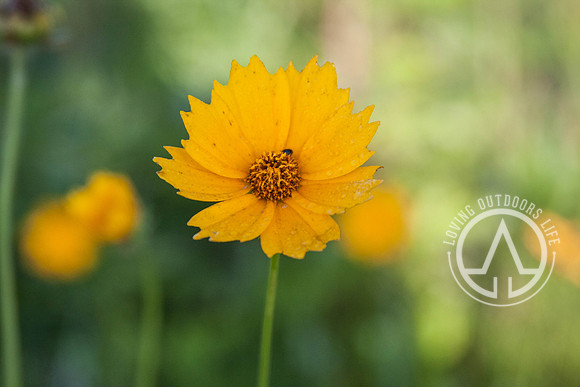 Lanceleaf Coreopsis