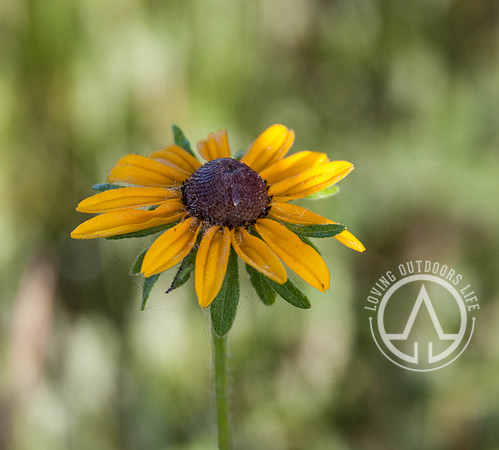Yellow Coneflower
