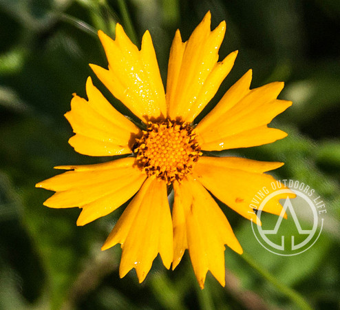 Lanceleaf Coreopsis