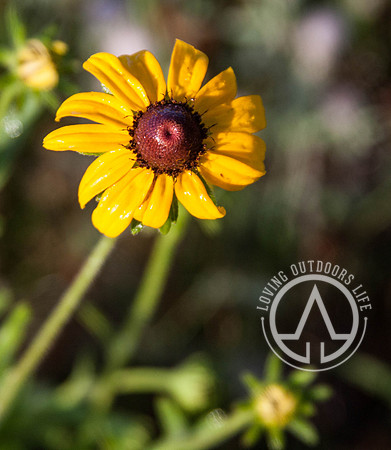 Yellow Coneflower