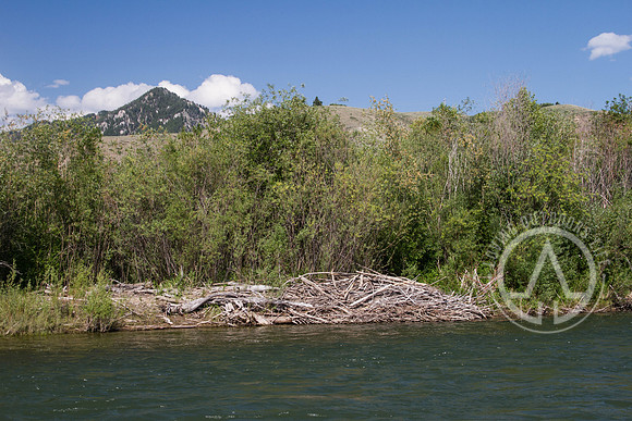 Scenic Float Trip - Snake River