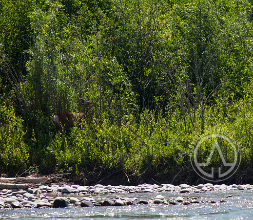 Scenic Float Trip - Snake River