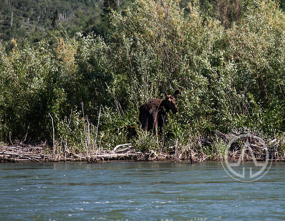 Scenic Float Trip - Snake River