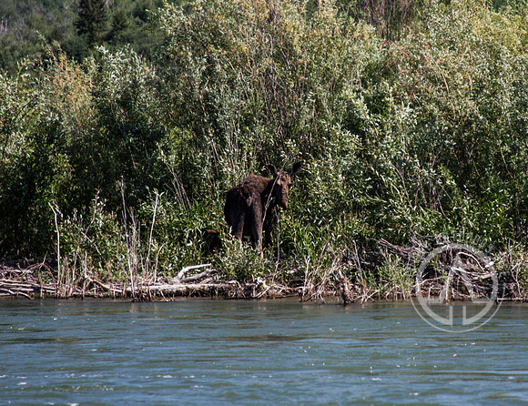 Scenic Float Trip - Snake River