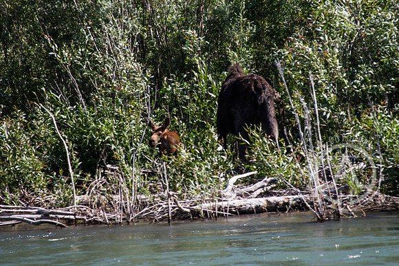 Scenic Float Trip - Snake River