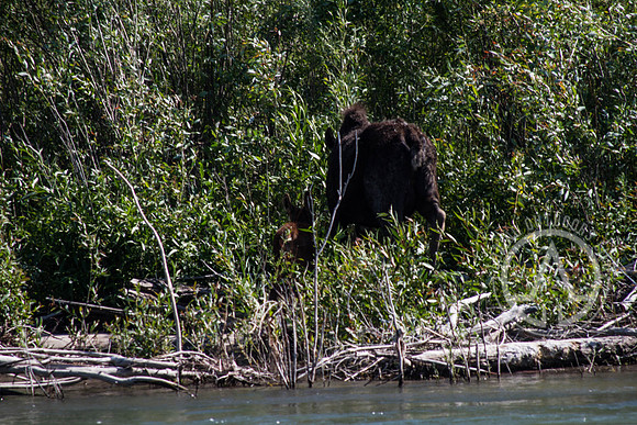 Scenic Float Trip - Snake River