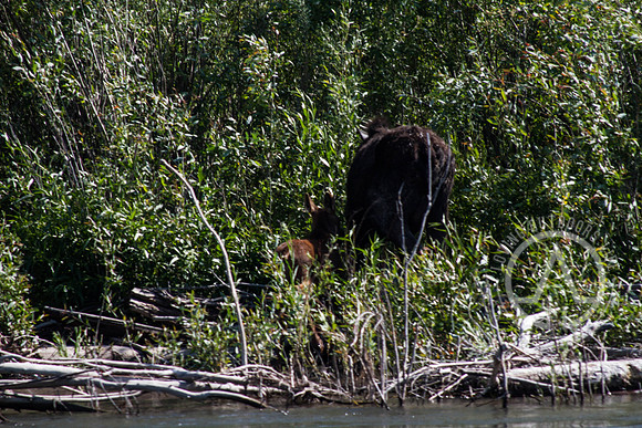 Scenic Float Trip - Snake River