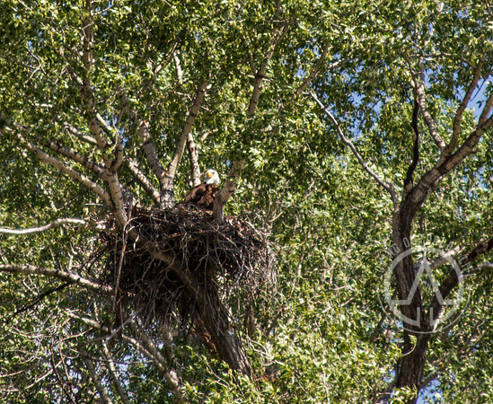 Scenic Float Trip - Snake River