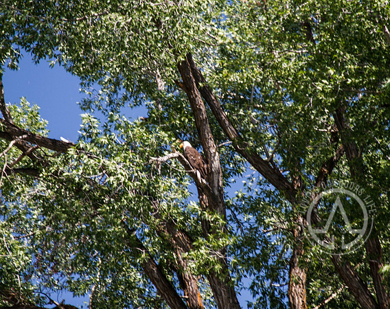 Scenic Float Trip - Snake River