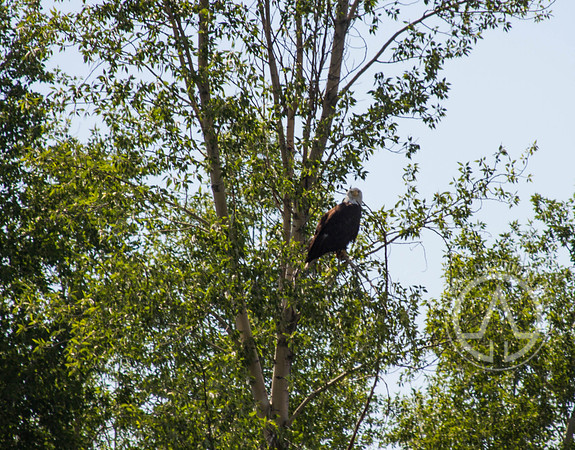 Scenic Float Trip - Snake River