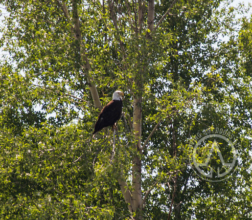 Scenic Float Trip - Snake River