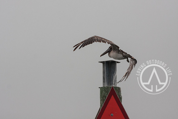 Pelican