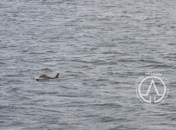 Sea Screamer Dolphin Cruise - Panama City Beach